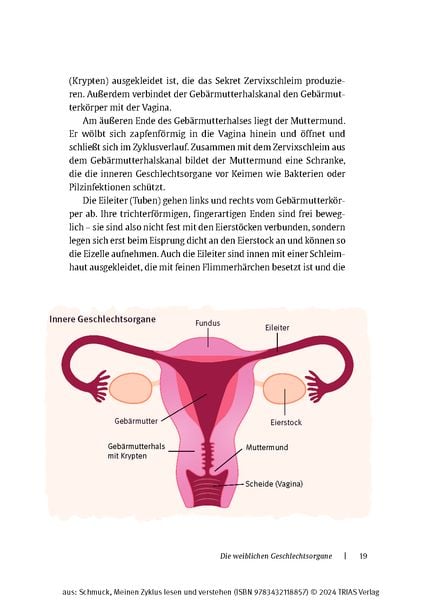 Produktbild: Meinen Zyklus lesen und verstehen