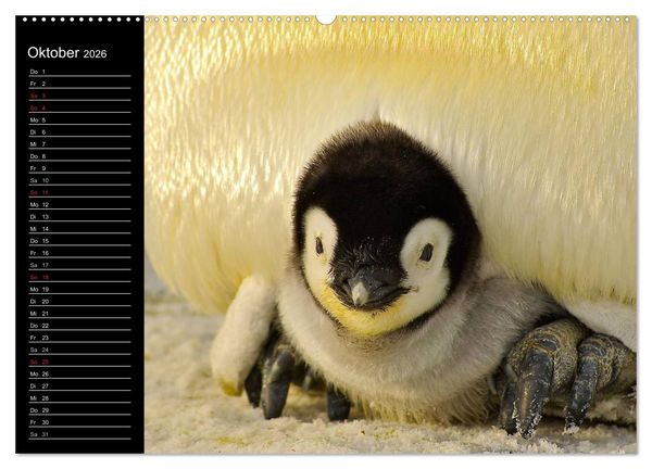 Produktbild: Pinguine - Kaiser- und K&ouml;nigspinguine (hochwertiger Premium Wandkalender 2026 DIN A2 quer), Kunstdruck in Hochglanz