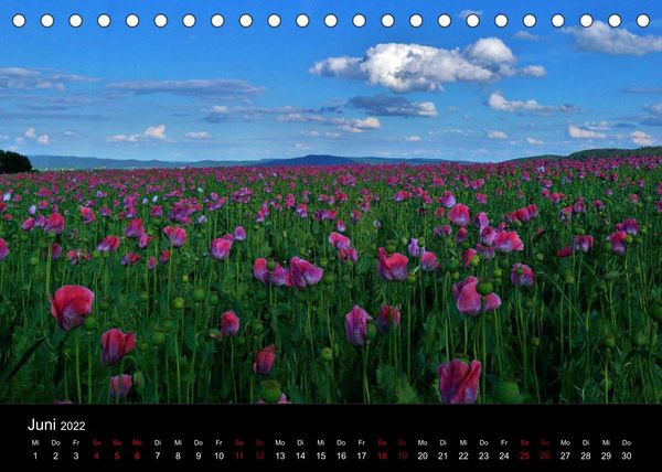 Produktbild: Mohnbl&uuml;te in Germerode (Tischkalender 2022 DIN A5 quer)