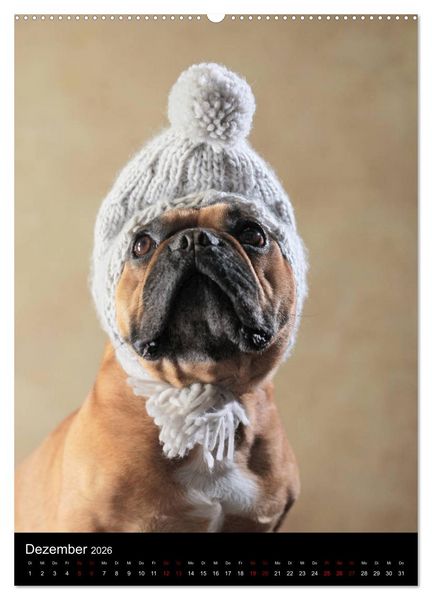 Produktbild: Bullys mit Charme - Franz&ouml;sische Bulldoggen im Portrait (hochwertiger Premium Wandkalender 2026 DIN A2 hoch), Kunstdruck in Hochglanz