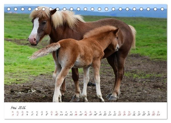 Produktbild: Islandpferde take it Isi (Tischkalender 2026 DIN A5 quer), CALVENDO Monatskalender