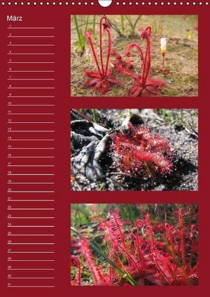 Produktbild: Zauberwelt der Blumen - Eiskristalle & Wasserperlen / Geburtstagskalender (Wandkalender immerw&auml;hrend DIN A3 hoch)