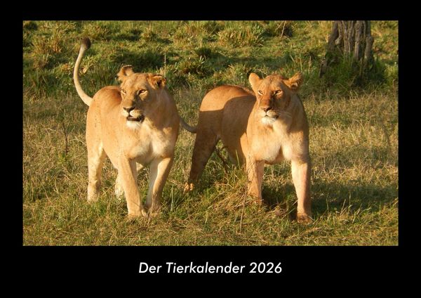 Der Tierkalender 2026 Fotokalender DIN A3