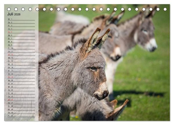Produktbild: Esel. H&uuml;bsch, klug und flei&szlig;ig (Tischkalender 2026 DIN A5 quer), CALVENDO Monatskalender