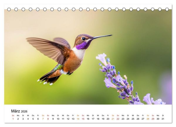Produktbild: Kolibris - kleine Wunder der Natur (Tischkalender 2026 DIN A5 quer), CALVENDO Monatskalender
