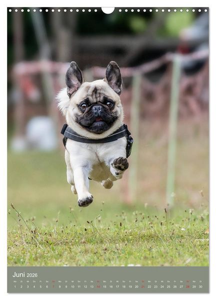 Produktbild: Mops-Rennen (Wandkalender 2026 DIN A3 hoch), CALVENDO Monatskalender