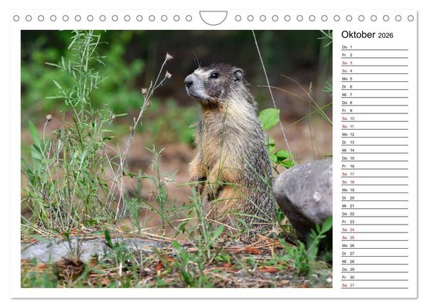 Produktbild: Murmeltiere in Nordamerika (Wandkalender 2026 DIN A4 quer), CALVENDO Monatskalender