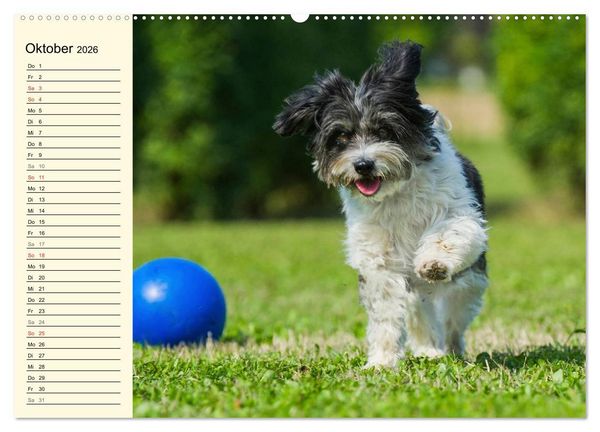 Produktbild: Havaneser - Herz auf 4 Pfoten (Wandkalender 2026 DIN A2 quer), CALVENDO Monatskalender