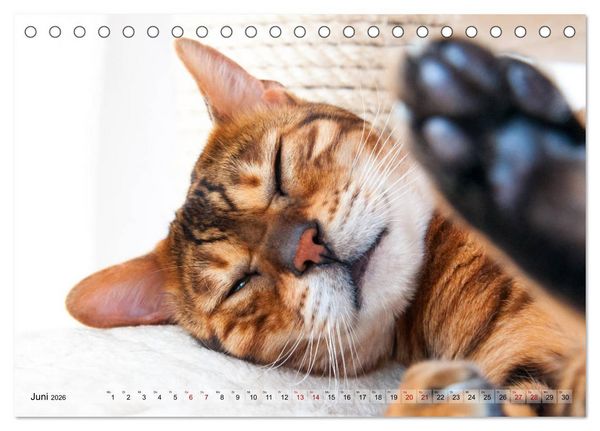 Produktbild: Liebe auf den ersten Katzenblick (Tischkalender 2026 DIN A5 quer), CALVENDO Monatskalender