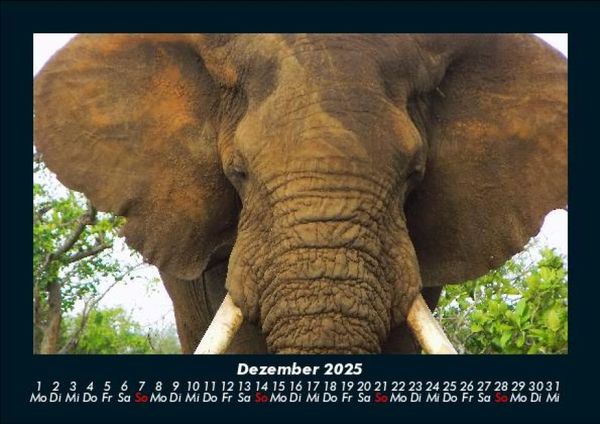 Produktbild: Elefanten 2025 Fotokalender DIN A5