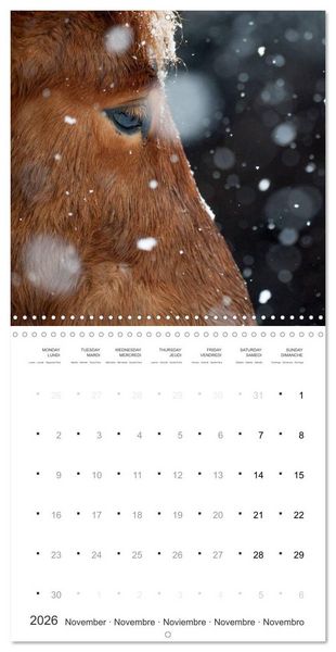 Produktbild: Icelandic Horses - wild and free (Wall Calendar 2026 12 &times; 12 Inch) CALVENDO 12 Month Wall Calendar
