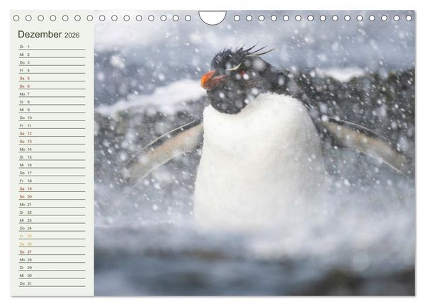 Produktbild: Unter Pinguinen (Wandkalender 2026 DIN A4 quer), CALVENDO Monatskalender