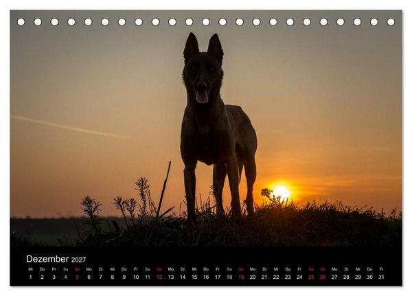 Produktbild: Belgische Sch&auml;ferhunde - Der Malinois im Licht (Tischkalender 2027 DIN A5 quer), CALVENDO Monatskalender