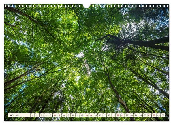 Produktbild: Im Zauber der W&auml;lder (Wandkalender 2026 DIN A3 quer), CALVENDO Monatskalender