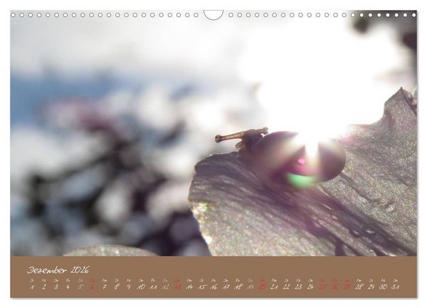 Produktbild: Schneckchen (Wandkalender 2026 DIN A3 quer), CALVENDO Monatskalender