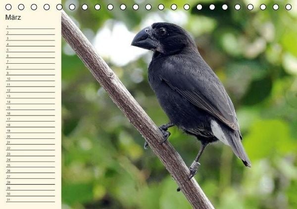 Produktbild: Gal&aacute;pagos Geburtstagskalender (Tischkalender immerw&auml;hrend DIN A5 quer)