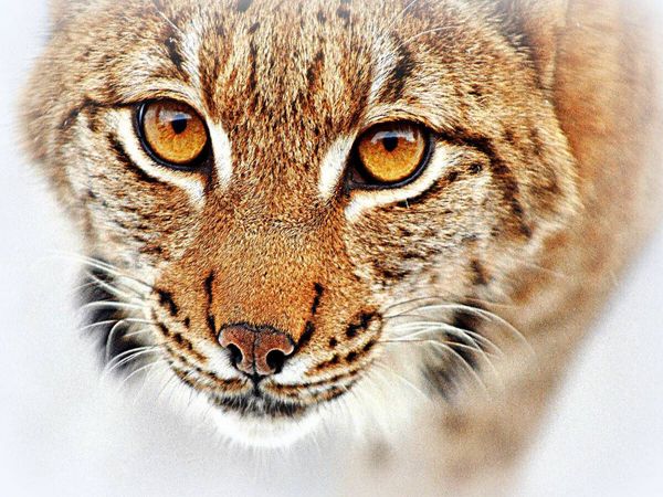 Produktbild: CALVENDO Puzzle Luchs | 1000 Teile Lege-Gr&ouml;&szlig;e 64x48cm Foto-Puzzle f&uuml;r gl&uuml;ckliche Stunden