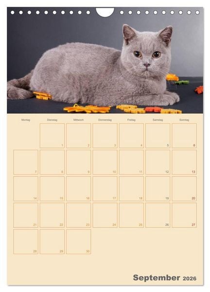 Produktbild: Britisch Kurzhaar Katzen - Planer (Wandkalender 2026 DIN A4 hoch), CALVENDO Monatskalender
