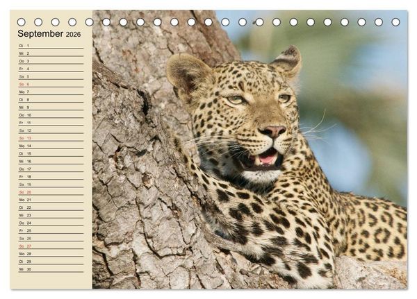 Produktbild: Die Lautlosen. Geparden und Leoparden (Tischkalender 2026 DIN A5 quer), CALVENDO Monatskalender