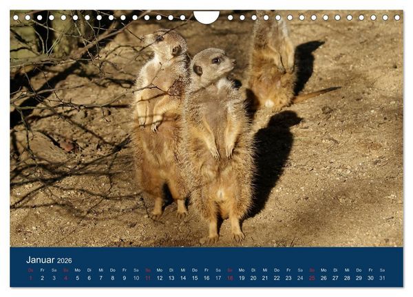 Produktbild: Erdm&auml;nnchen - Zusammen sind wir stark (Wandkalender 2026 DIN A4 quer), CALVENDO Monatskalender