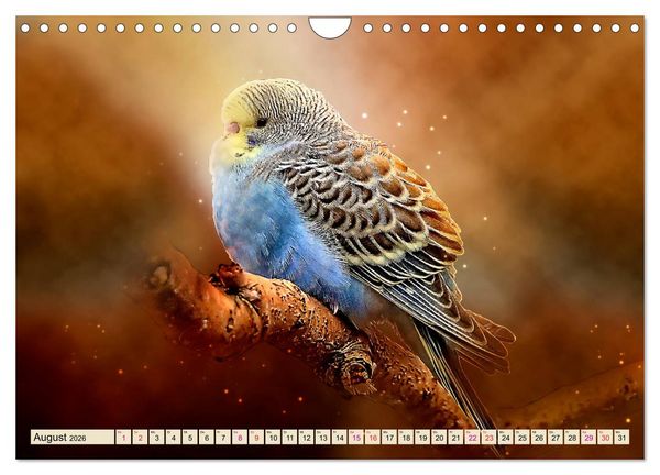 Produktbild: Wundersch&ouml;ner Wellensittich (Wandkalender 2026 DIN A4 quer), CALVENDO Monatskalender