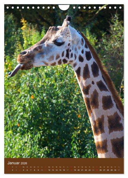 Produktbild: Giraffen (Wandkalender 2026 DIN A4 hoch), CALVENDO Monatskalender