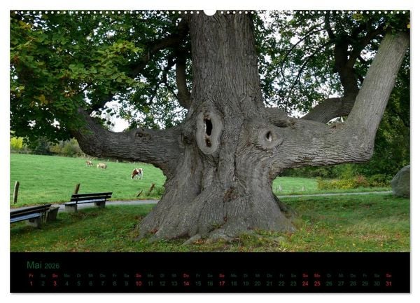Produktbild: Baumgefl&uuml;ster (Wandkalender 2026 DIN A2 quer), CALVENDO Monatskalender