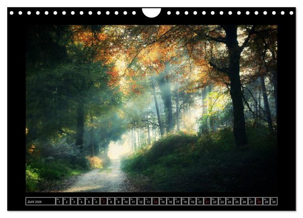 Produktbild: Der Reichswald bei Kleve (Wandkalender 2026 DIN A4 quer), CALVENDO Monatskalender