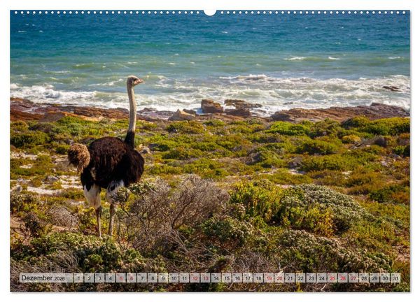 Produktbild: S&uuml;dafrika: Kapstadt, Garden Route und Cape Winelands (hochwertiger Premium Wandkalender 2026 DIN A2 quer), Kunstdruck in Hochglanz