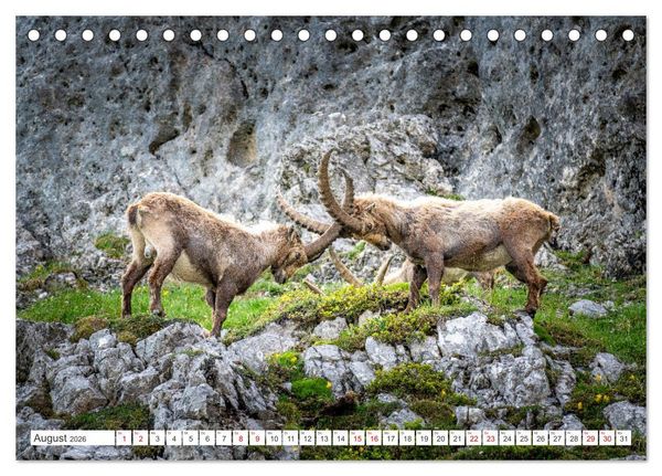 Produktbild: Steinb&ouml;cke - Majest&auml;tische Tiere der Alpen (Tischkalender 2026 DIN A5 quer), CALVENDO Monatskalender