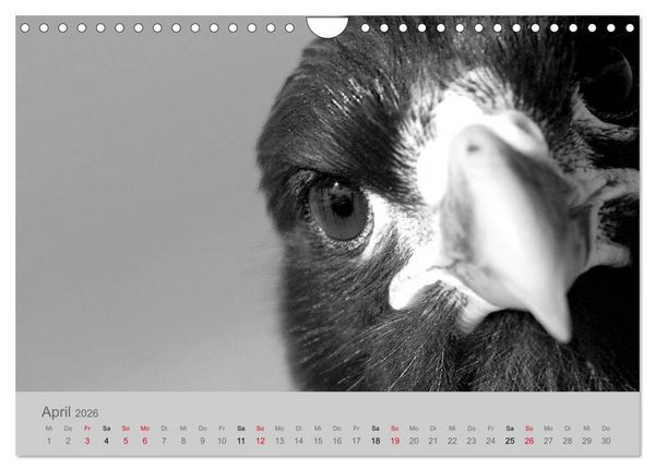 Produktbild: Die Seelen der wilden Tiere (Wandkalender 2026 DIN A4 quer), CALVENDO Monatskalender
