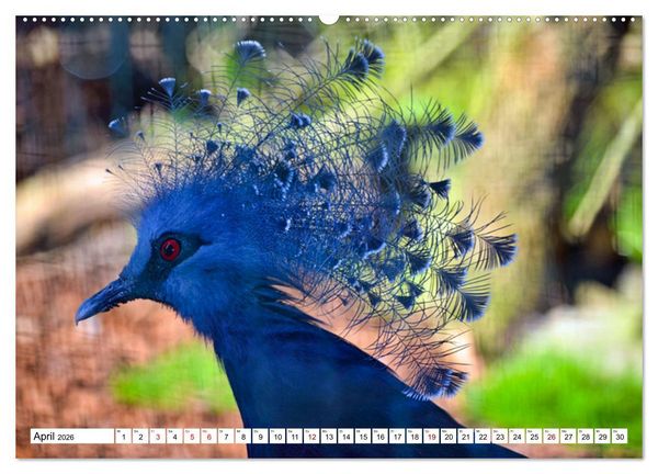 Produktbild: Bunte Vielfalt in der Vogelwelt (Wandkalender 2026 DIN A2 quer), CALVENDO Monatskalender