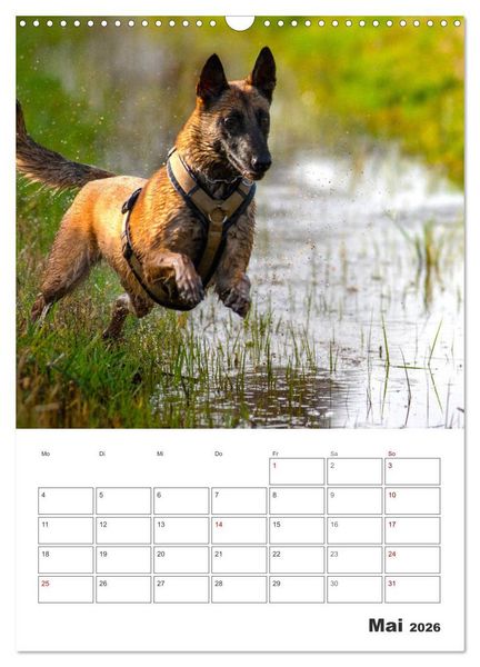 Produktbild: Malinois Power auf vier Pfoten (Wandkalender 2026 DIN A3 hoch), CALVENDO Monatskalender