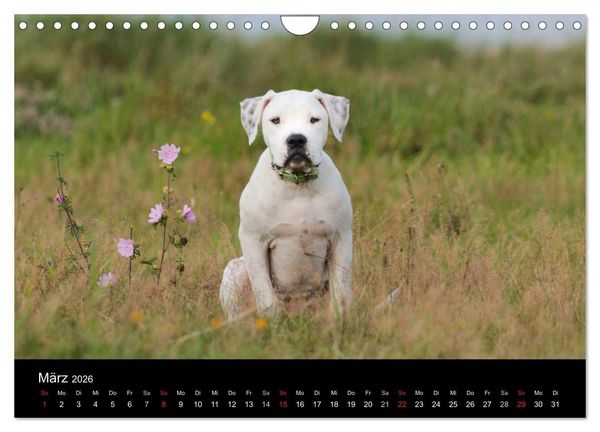 Produktbild: American Bulldog - stolz, loyal, einzigartig (Wandkalender 2026 DIN A4 quer), CALVENDO Monatskalender