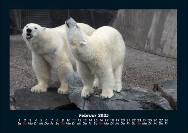 Produktbild: Tierkalender 2025 Fotokalender DIN A4