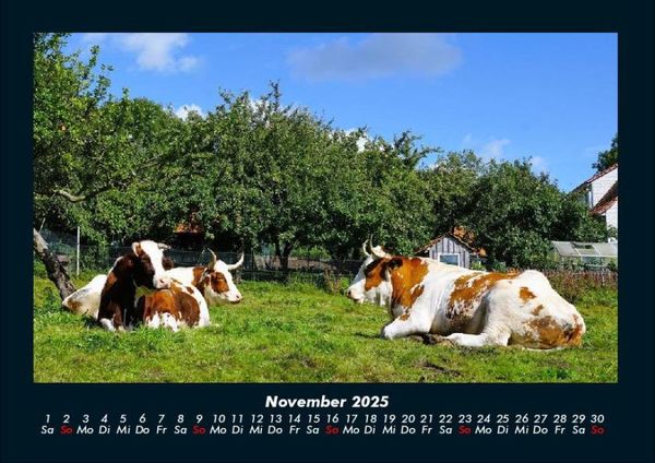 Produktbild: Kuhkalender 2025 Fotokalender DIN A4
