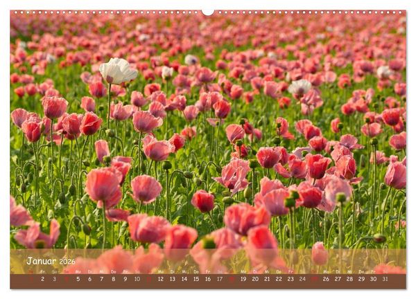 Produktbild: Mohntr&auml;ume (hochwertiger Premium Wandkalender 2026 DIN A2 quer), Kunstdruck in Hochglanz