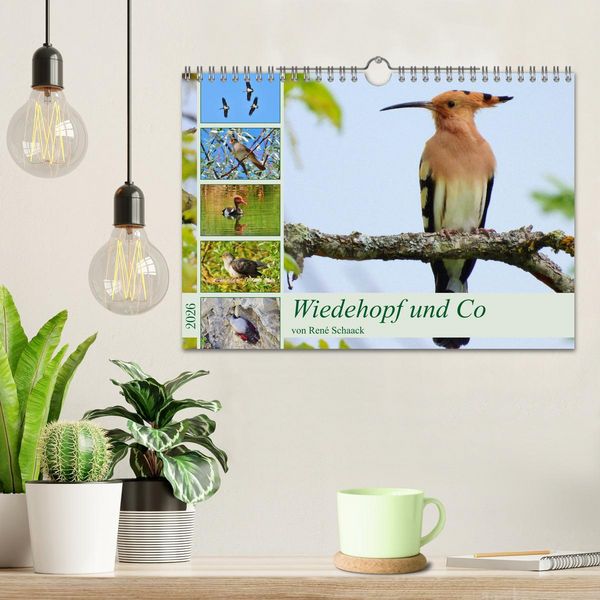 Produktbild: Wiedehopf und Co - von Ren&eacute; Schaack (Wandkalender 2026 DIN A4 quer), CALVENDO Monatskalender