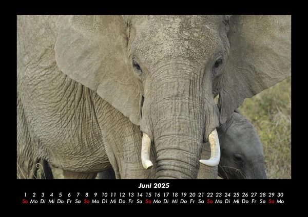 Produktbild: Welt der Tiere 2025 Fotokalender DIN A3