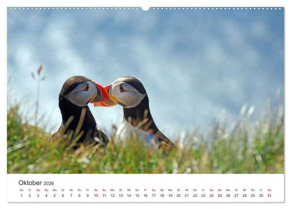 Produktbild: Papageitaucher - Clowns der nordischen Vogelwelt (hochwertiger Premium Wandkalender 2026 DIN A2 quer), Kunstdruck in Hochglanz