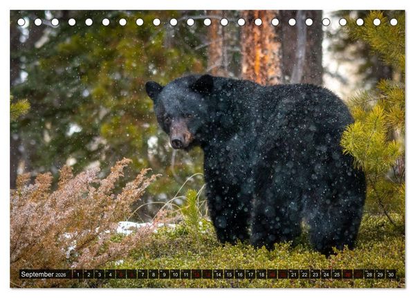 Produktbild: Wildtierkalender (Tischkalender 2026 DIN A5 quer), CALVENDO Monatskalender