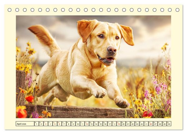 Produktbild: Labrador Retriever. Labrador-Magie f&uuml;r Herz und Seele (Tischkalender 2026 DIN A5 quer), CALVENDO Monatskalender