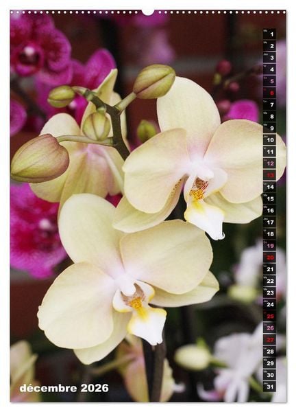 Produktbild: Miracle floral l'orchid&eacute;e (Calendrier mural 2026 DIN A2 horizontal) calendrier de bureau