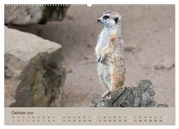 Produktbild: Quirlige Erdm&auml;nnchen (hochwertiger Premium Wandkalender 2026 DIN A2 quer), Kunstdruck in Hochglanz