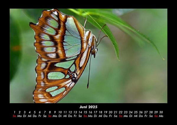 Produktbild: Bunte Pracht der Schmetterlinge 2025 Fotokalender DIN A3