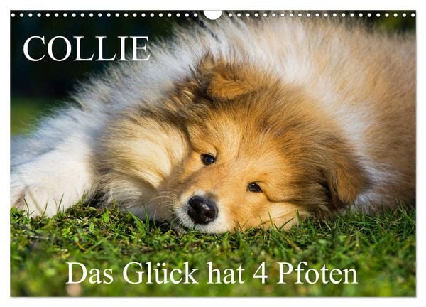 Collie - Das Glück hat 4 Pfoten (Wandkalender 2026 DIN A3 quer), CALVENDO Monatskalender