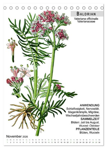 Produktbild: Heilpflanzen (Tischkalender 2026 DIN A5 hoch), CALVENDO Monatskalender