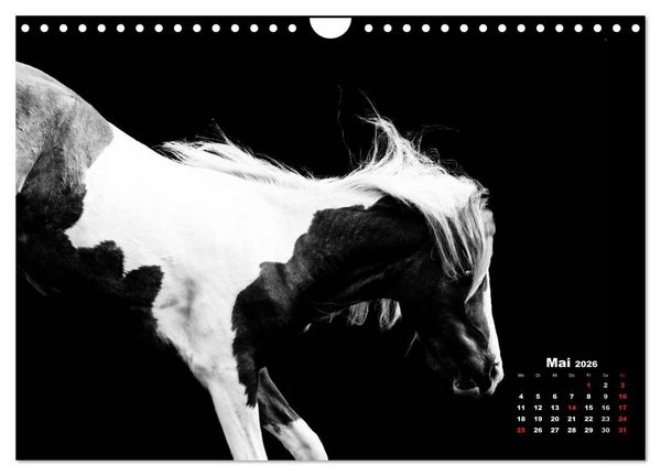 Produktbild: Pferde zwischen Licht und Schatten (Wandkalender 2026 DIN A4 quer), CALVENDO Monatskalender