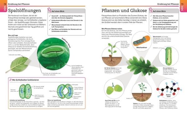 Produktbild: Visuelles Wissen. Biologie