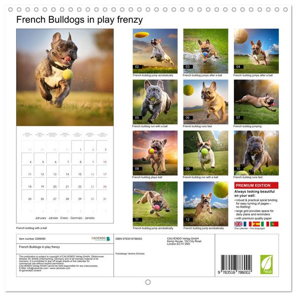 Produktbild: French Bulldogs in play frenzy (Wall Calendar 2027 12 &times; 12 Inch) CALVENDO 12 Month Wall Calendar